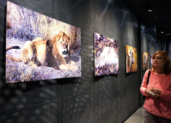 Wild Perspective exhibition unveiled