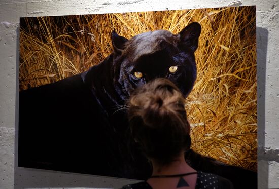 Wild Perspective exhibition unveiled