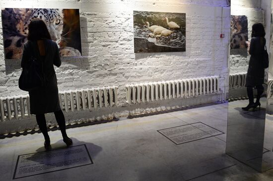 Wild Perspective exhibition unveiled