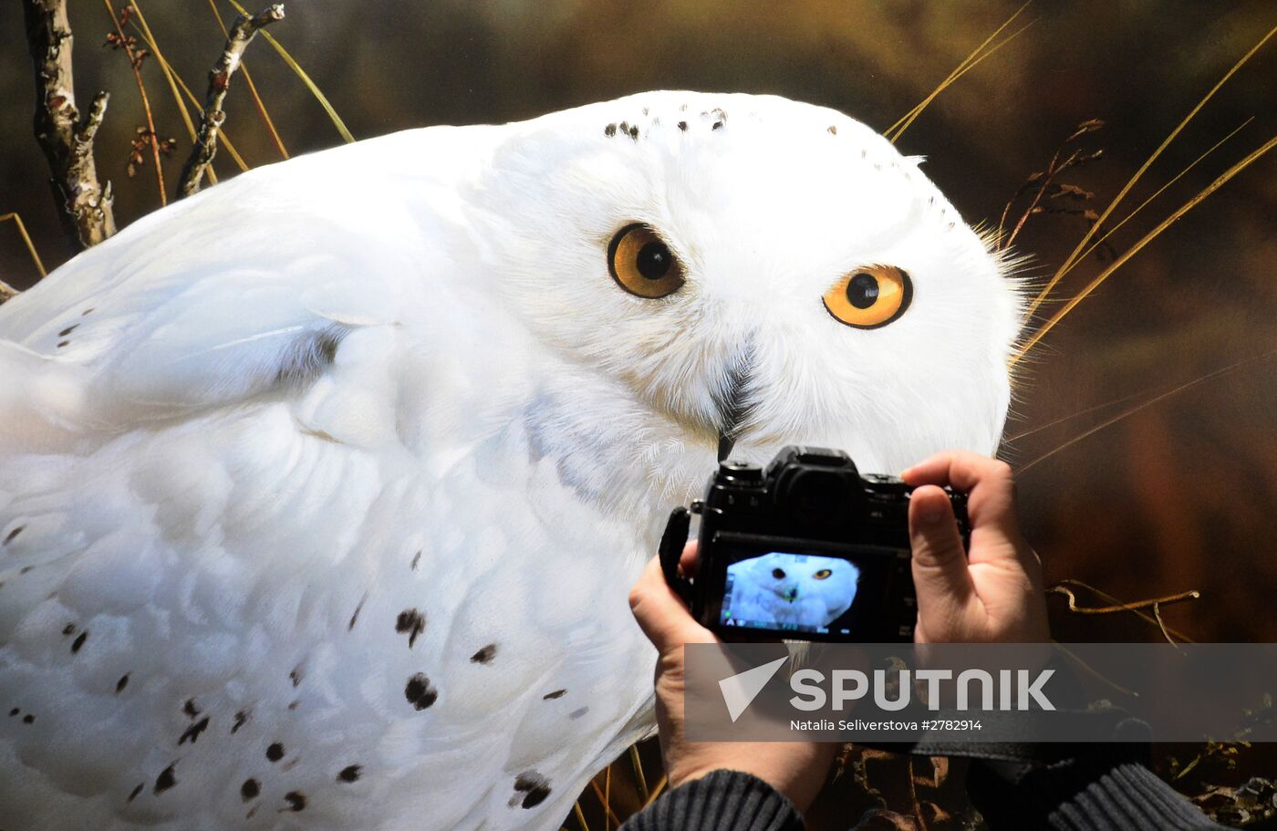 Wild Perspective exhibition unveiled