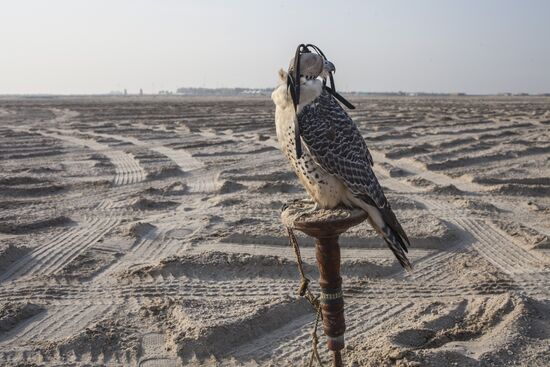 Bahrain royal falcons