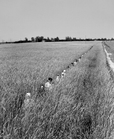 Collective farm field