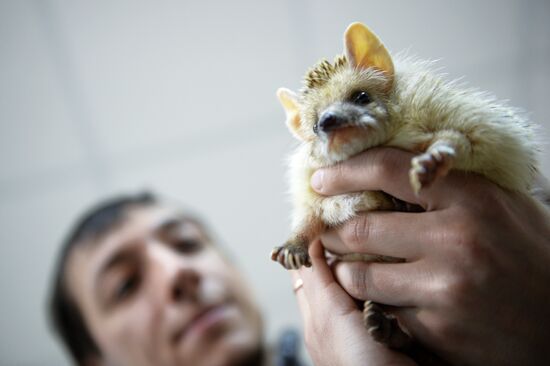 Hedgehog Day at Yekaterinburg Zoo