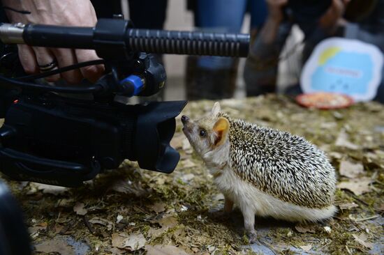 Hedgehog Day at Yekaterinburg Zoo