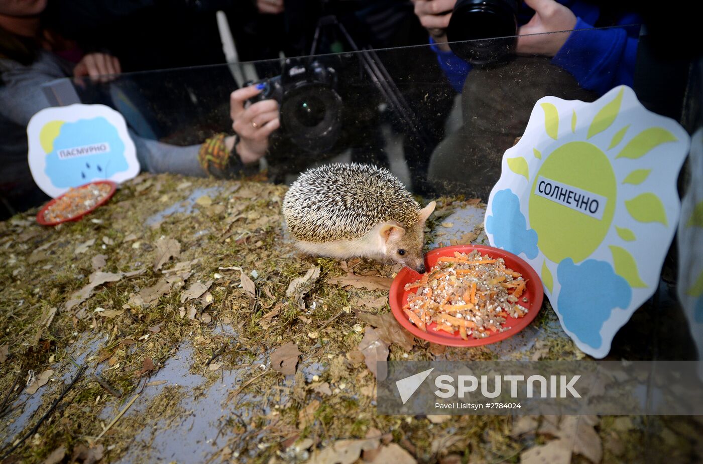 Hedgehog Day at Yekaterinburg Zoo