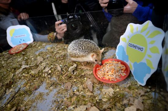 Hedgehog Day at Yekaterinburg Zoo