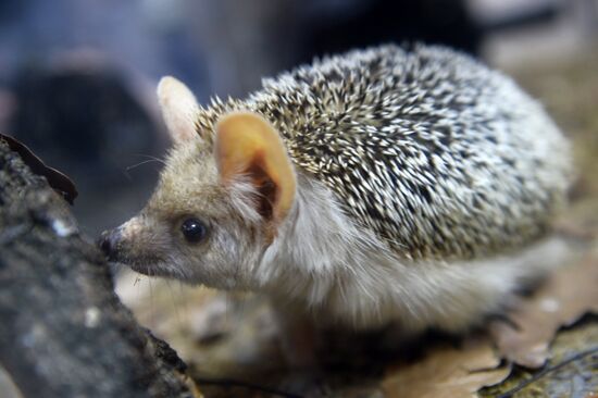 Hedgehog Day at Yekaterinburg Zoo