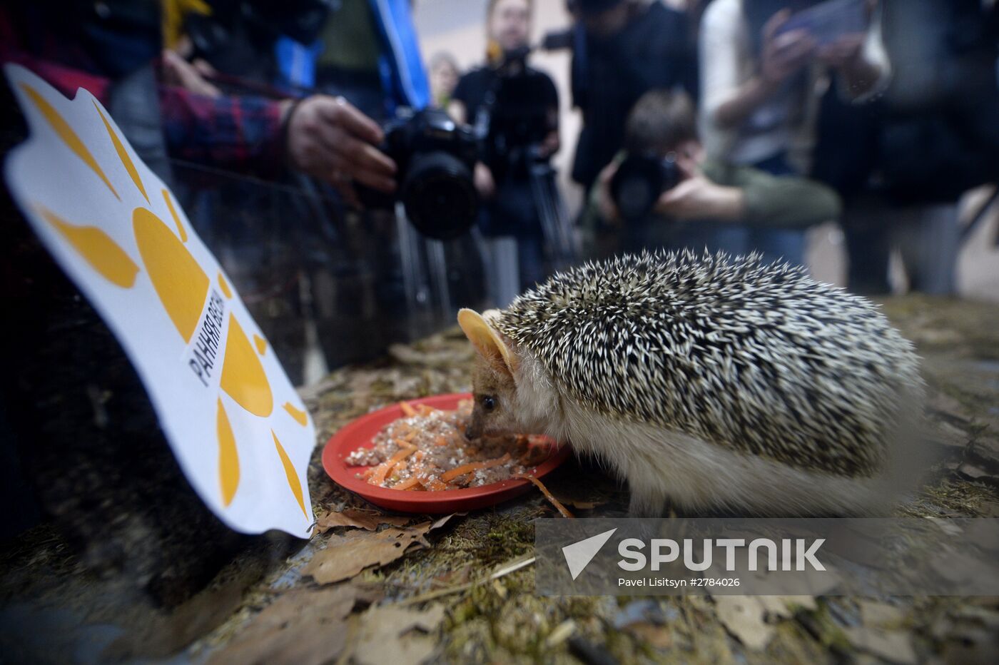 Hedgehog Day in the Yekaterinburg Zoo