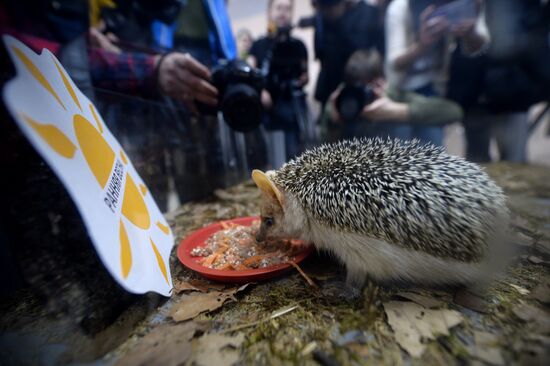 Hedgehog Day in the Yekaterinburg Zoo