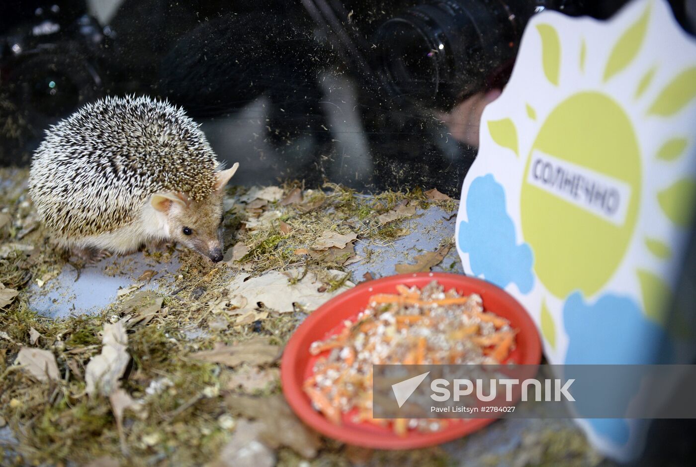 Hedgehog Day in the Yekaterinburg Zoo