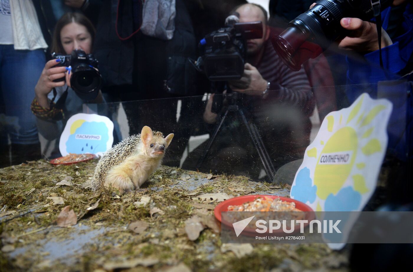 Hedgehog Day in the Yekaterinburg Zoo