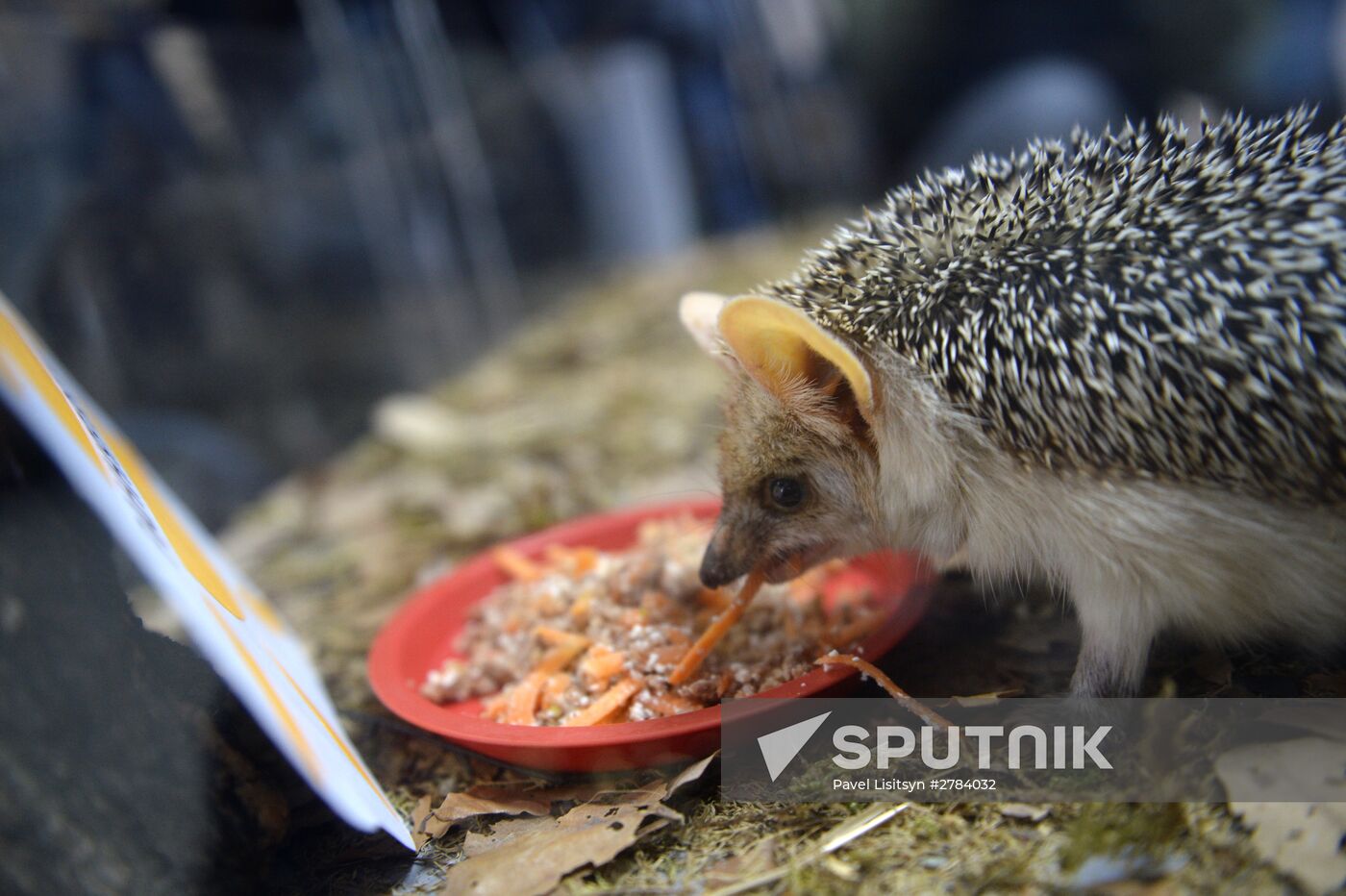 Hedgehog Day in the Yekaterinburg Zoo