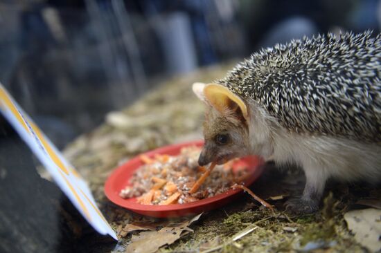 Hedgehog Day in the Yekaterinburg Zoo