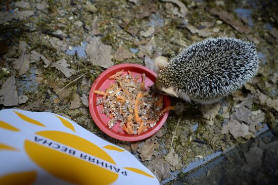 Hedgehog Day in the Yekaterinburg Zoo