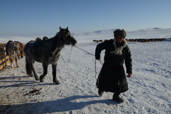 Winter shepherd camps in Republic of Tuva