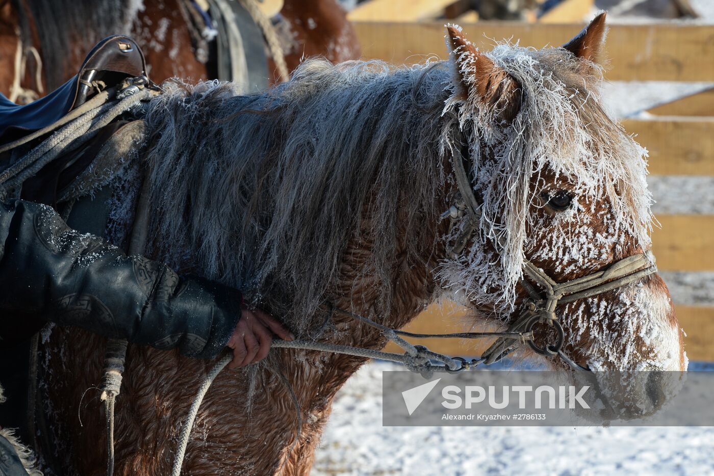 Winter shepherd camps in Republic of Tuva