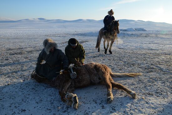 Winter shepherd camps in Republic of Tuva