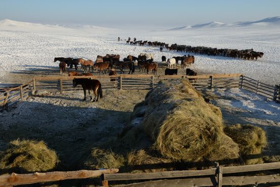 Winter shepherd camps in Republic of Tuva