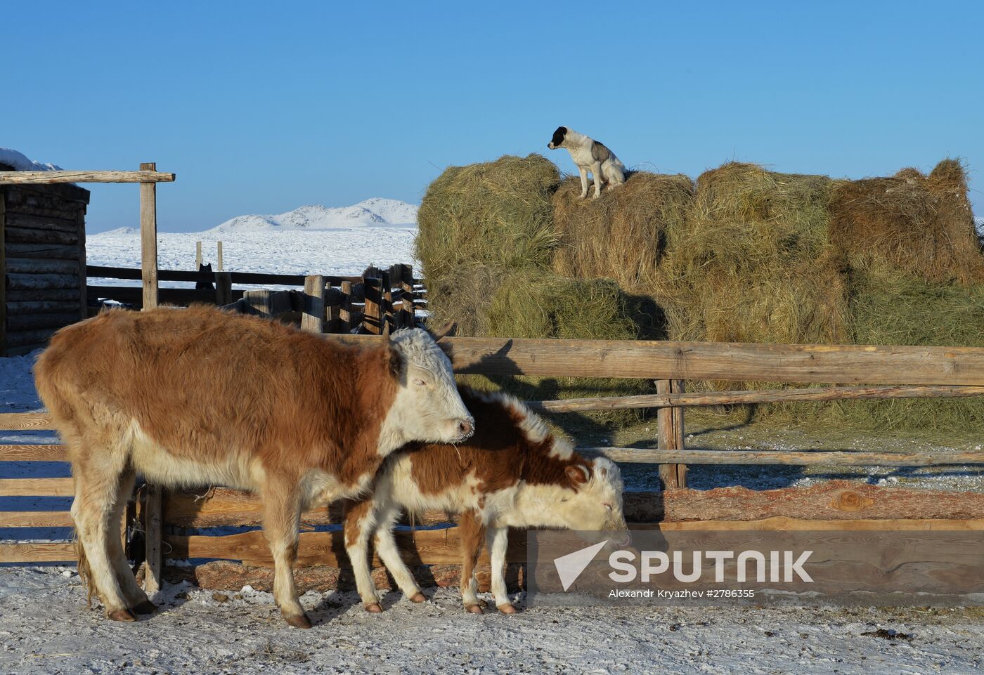 Winter shepherd camps in Republic of Tuva