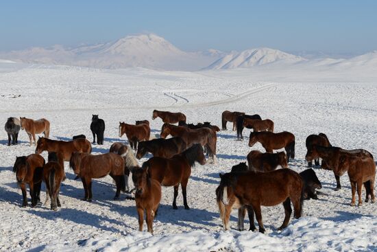 Winter shepherd camps in Republic of Tuva