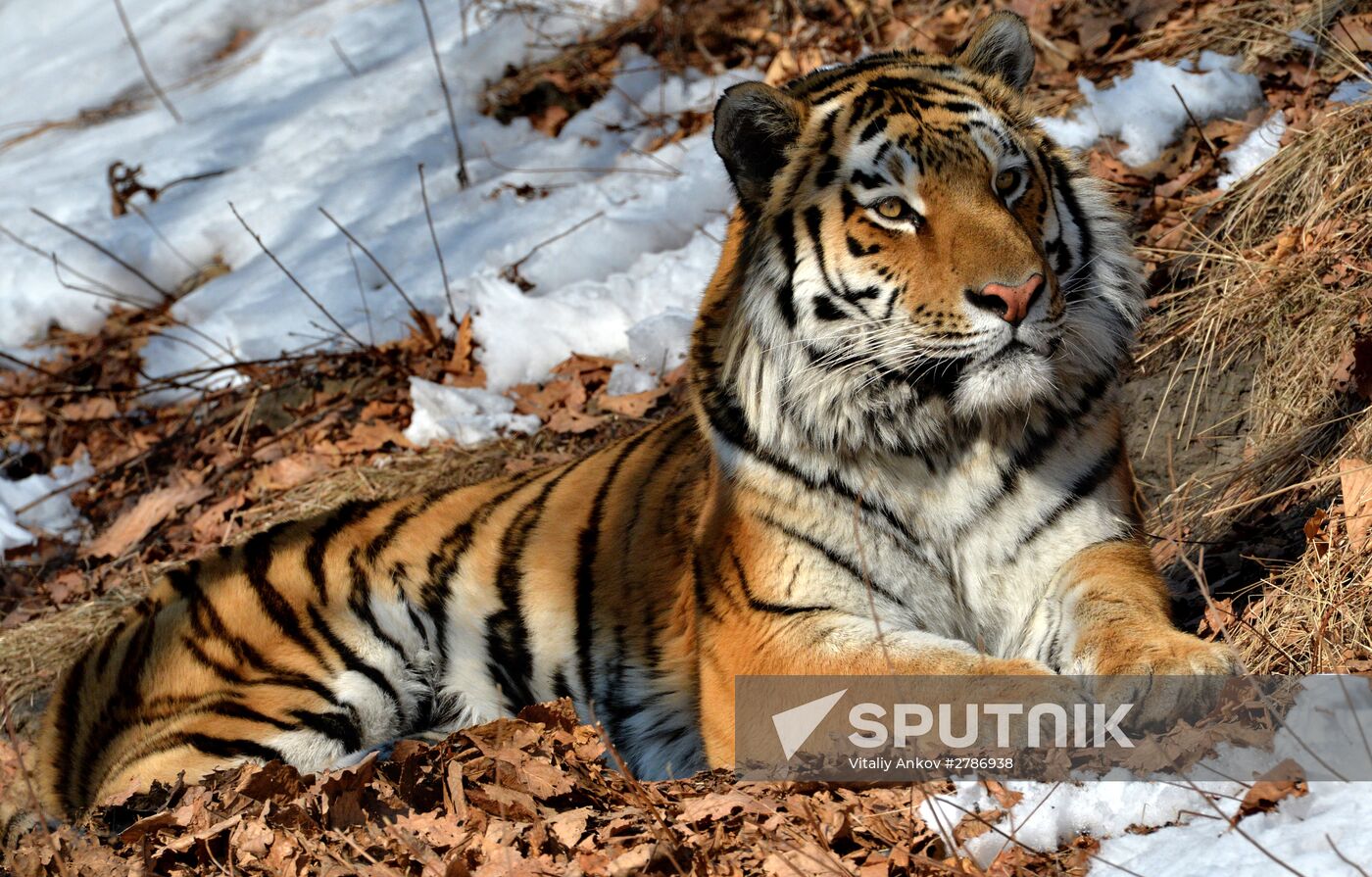 Primorye's Safari Park turns 9