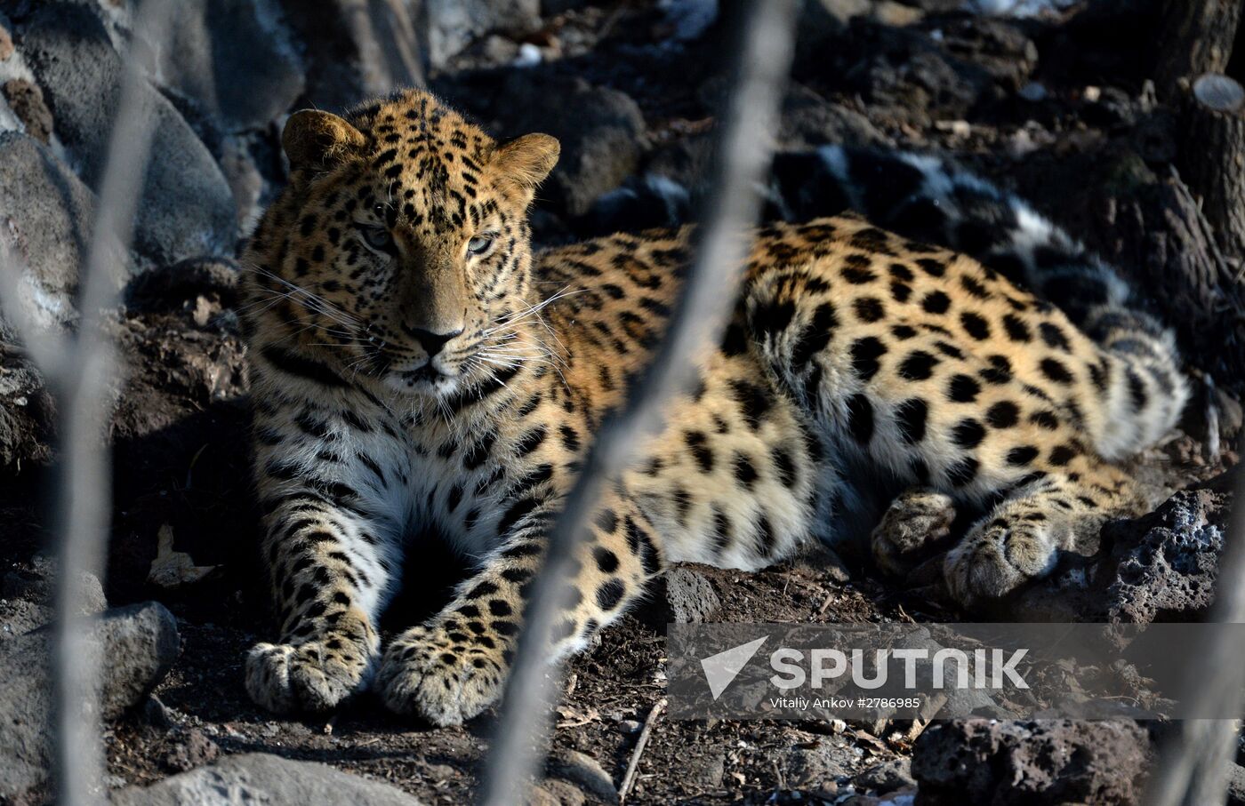 Primorye's Safari Park turns 9