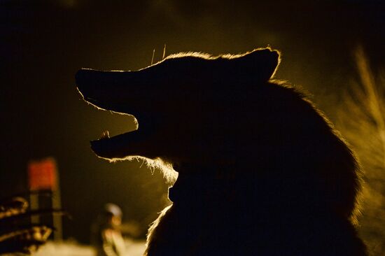 Shamans celebrate Shagaa -- Lunar New Year in Tyva