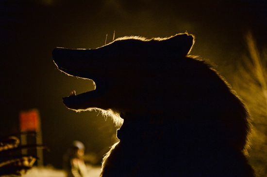 Shamans celebrate Shagaa -- Lunar New Year in Tyva