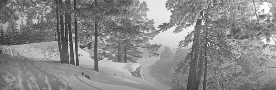Winter landscape