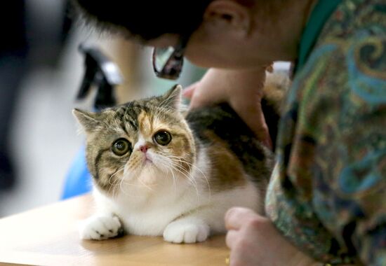 Cat exhibition in Moscow's Sokolniki Exhibition and Convention Center