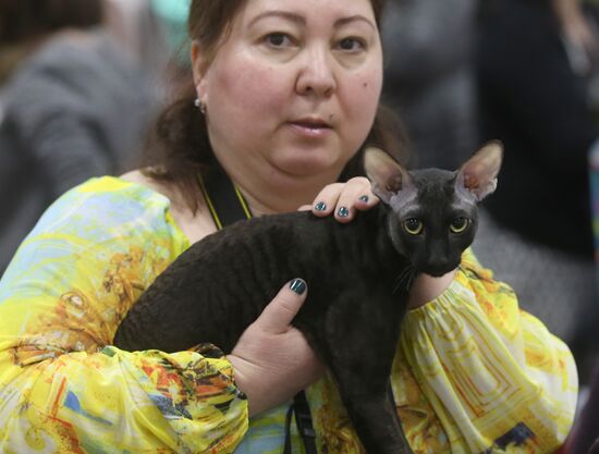 Cat exhibition in Moscow's Sokolniki Exhibition and Convention Center