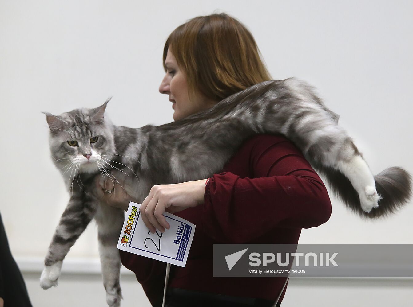 Cat exhibition in Moscow's Sokolniki Exhibition and Convention Center