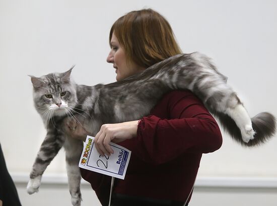 Cat exhibition in Moscow's Sokolniki Exhibition and Convention Center