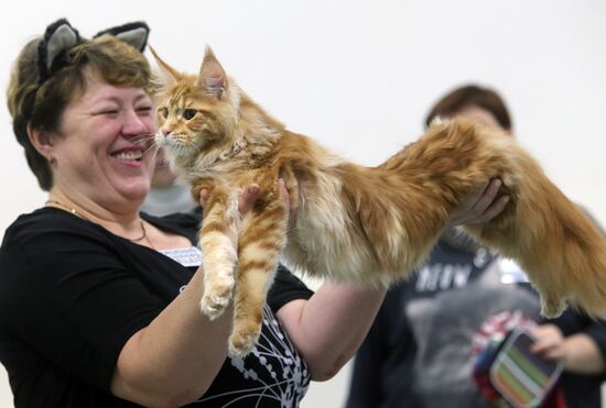 Cat exhibition in Moscow's Sokolniki Exhibition and Convention Center