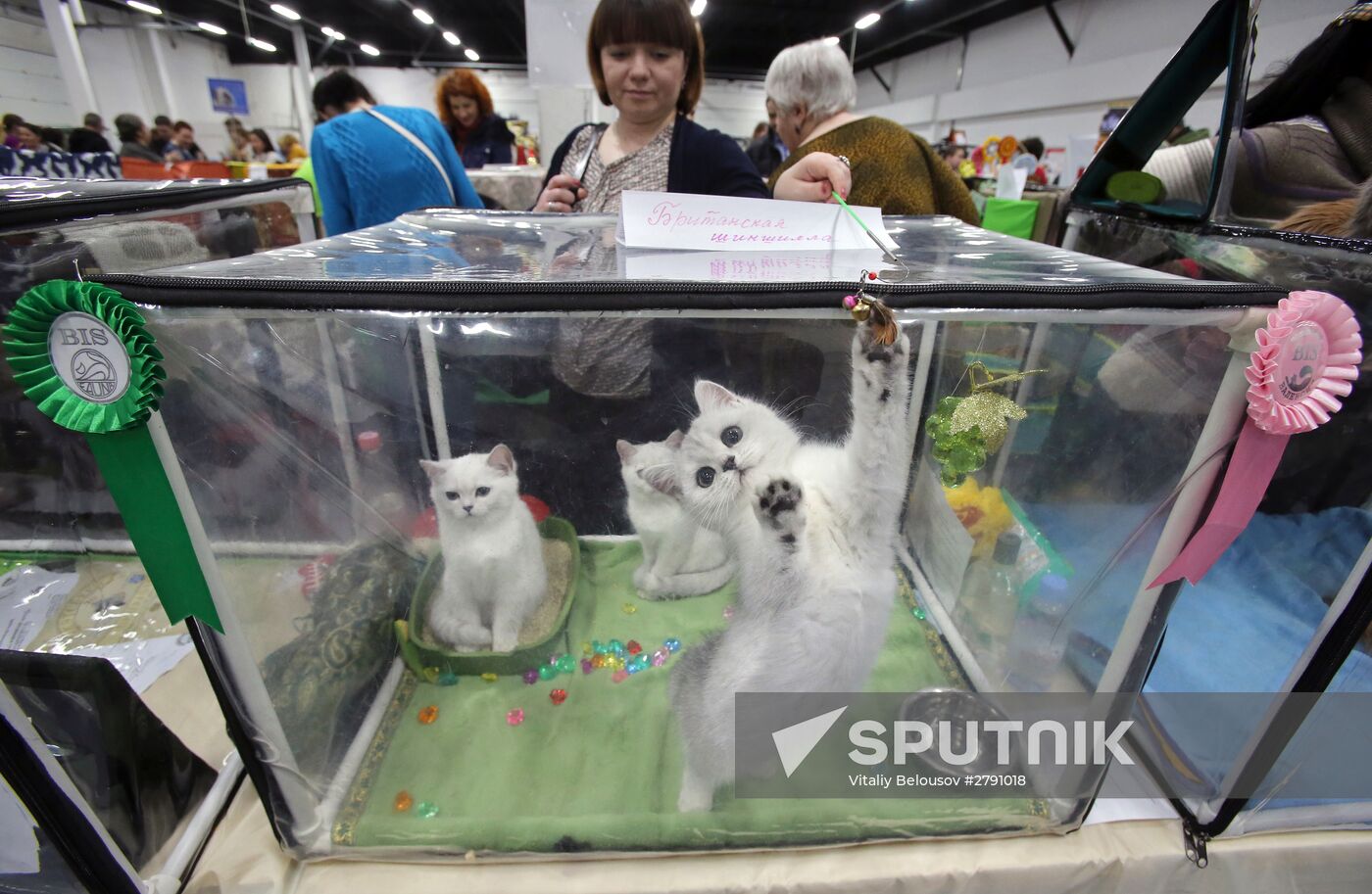 Cat exhibition in Moscow's Sokolniki Exhibition and Convention Center