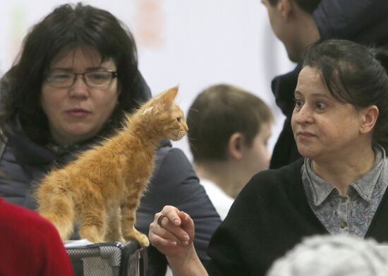 Cat exhibition in Moscow's Sokolniki Exhibition and Convention Center