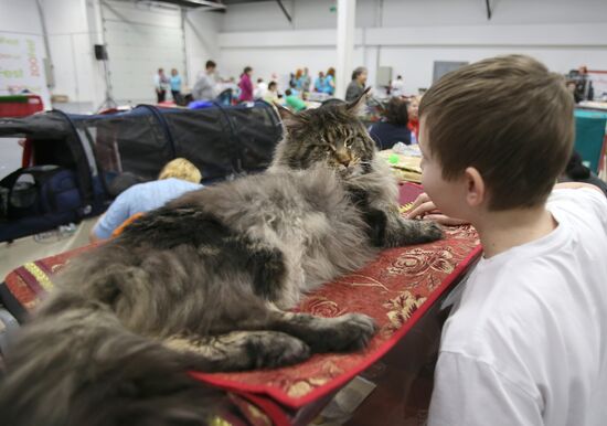 Cat show at Moscow's Sokolniki Exhibition and Convention Center