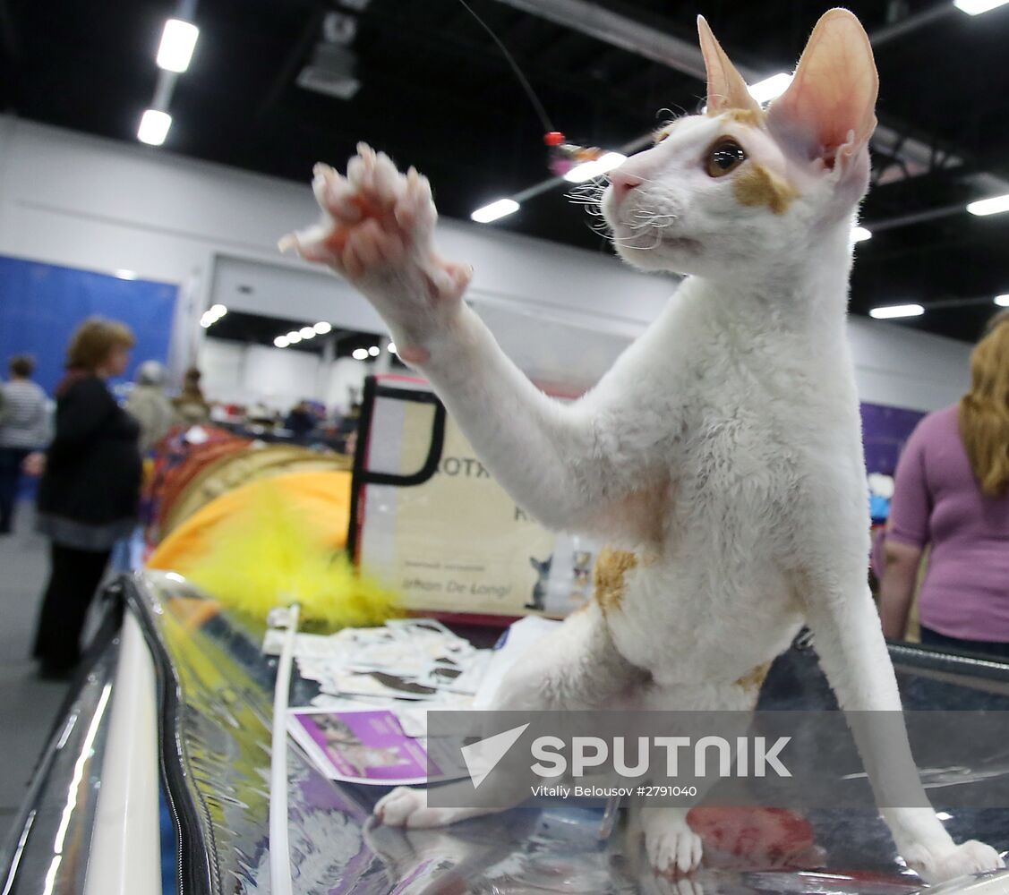 Cat show at Moscow's Sokolniki Exhibition and Convention Center