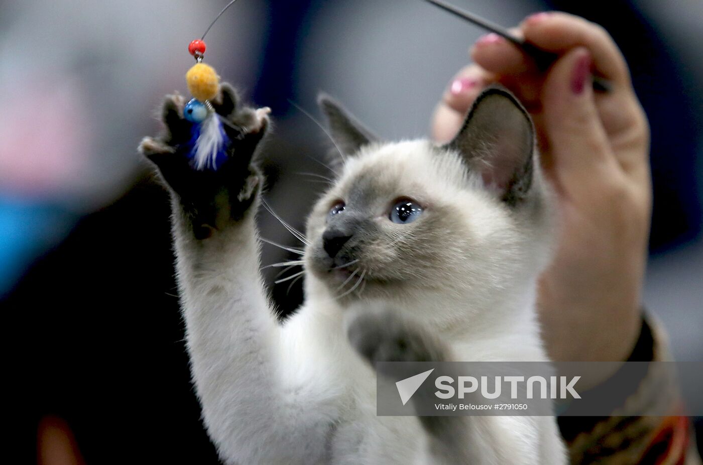 Cat show at Moscow's Sokolniki Exhibition and Convention Center