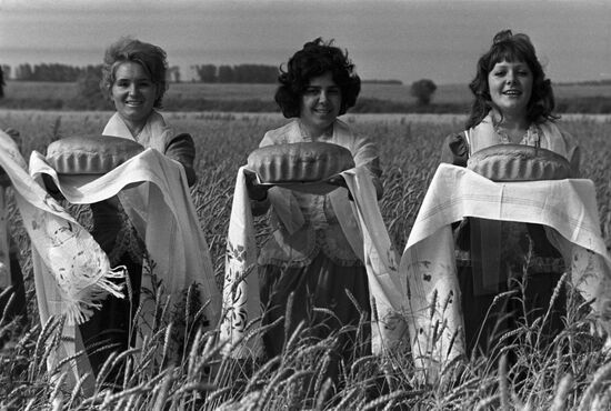Harvesting in Kuban