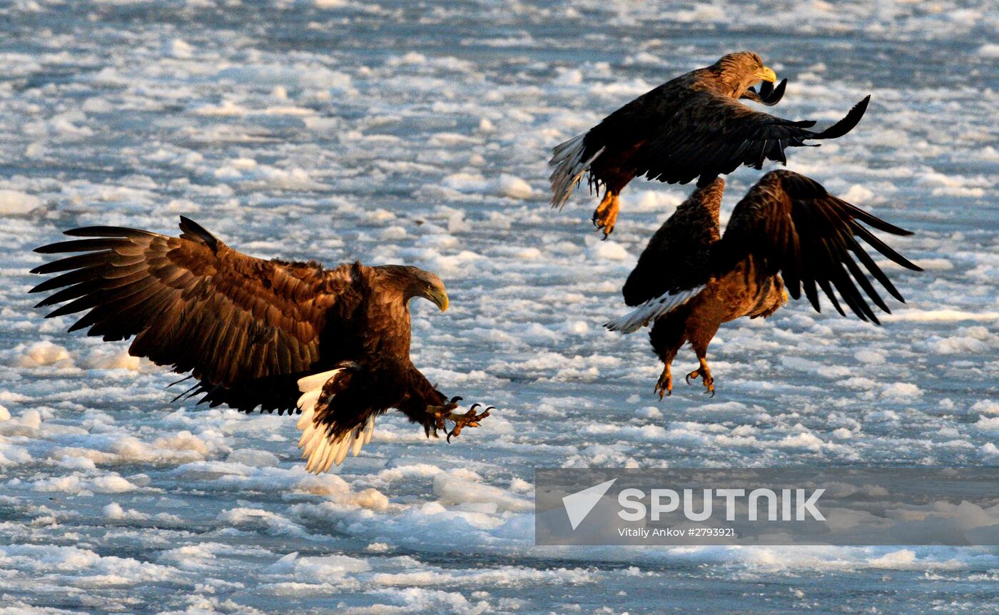 Red List Sea Eagles Winter in Vladivostok's Center
