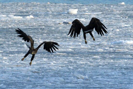 Red List Sea Eagles Winter in Vladivostok's Center
