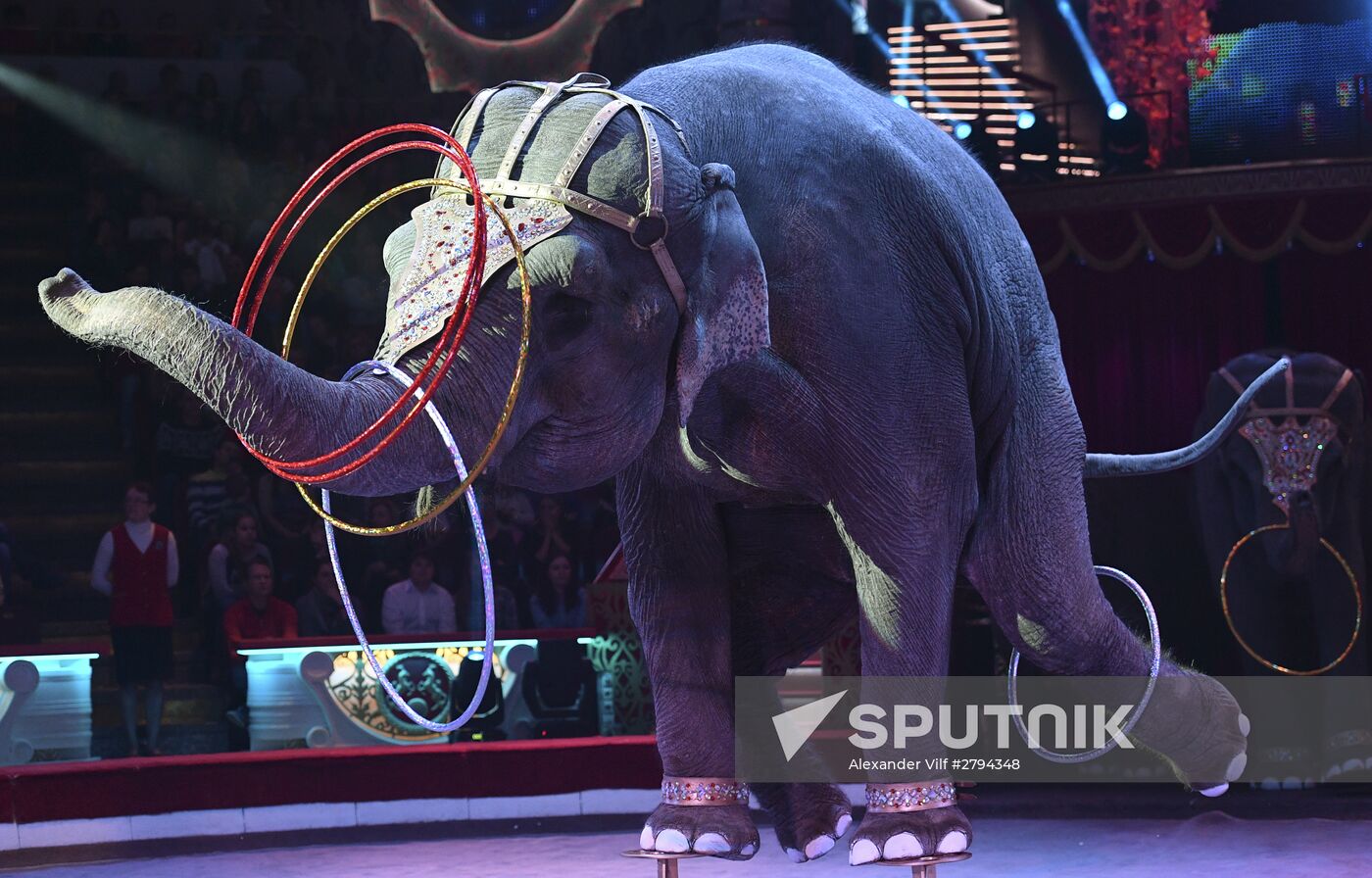Premiere of new program "Bravo" at Moscow Nikulin's Circus