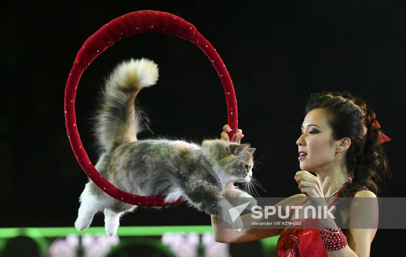 Premiere of new program "Bravo" at Moscow Nikulin's Circus