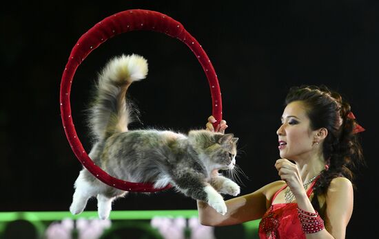 Premiere of new program "Bravo" at Moscow Nikulin's Circus