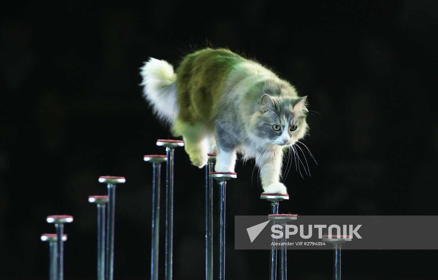Premiere of new program "Bravo" at Moscow Nikulin's Circus