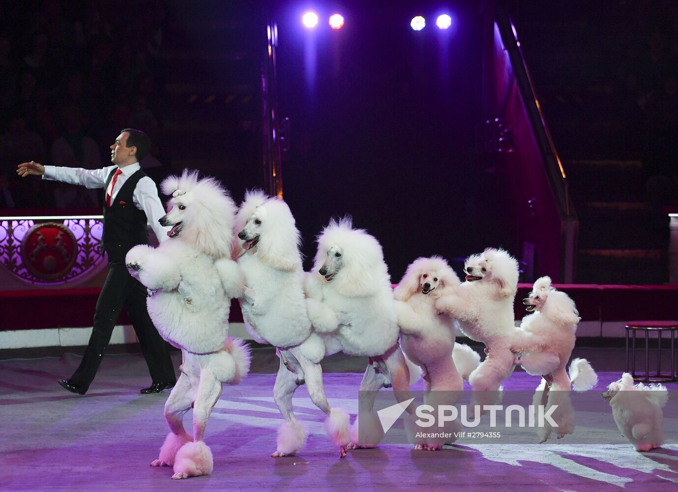Premiere of new program "Bravo" at Moscow Nikulin's Circus