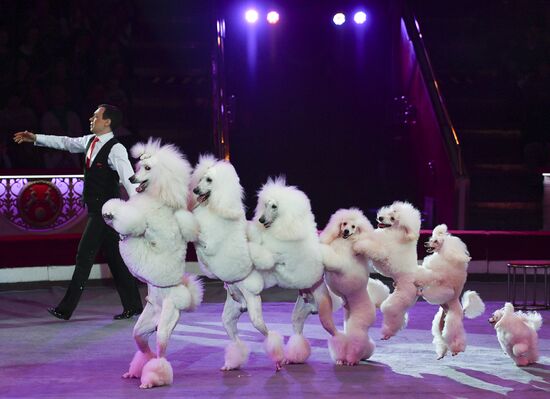 Premiere of new program "Bravo" at Moscow Nikulin's Circus