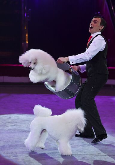 Premiere of new program "Bravo" at Moscow Nikulin's Circus