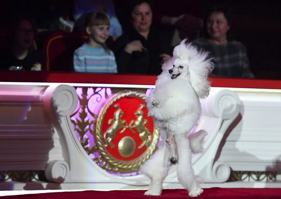 Premiere of new program "Bravo" at Moscow Nikulin's Circus